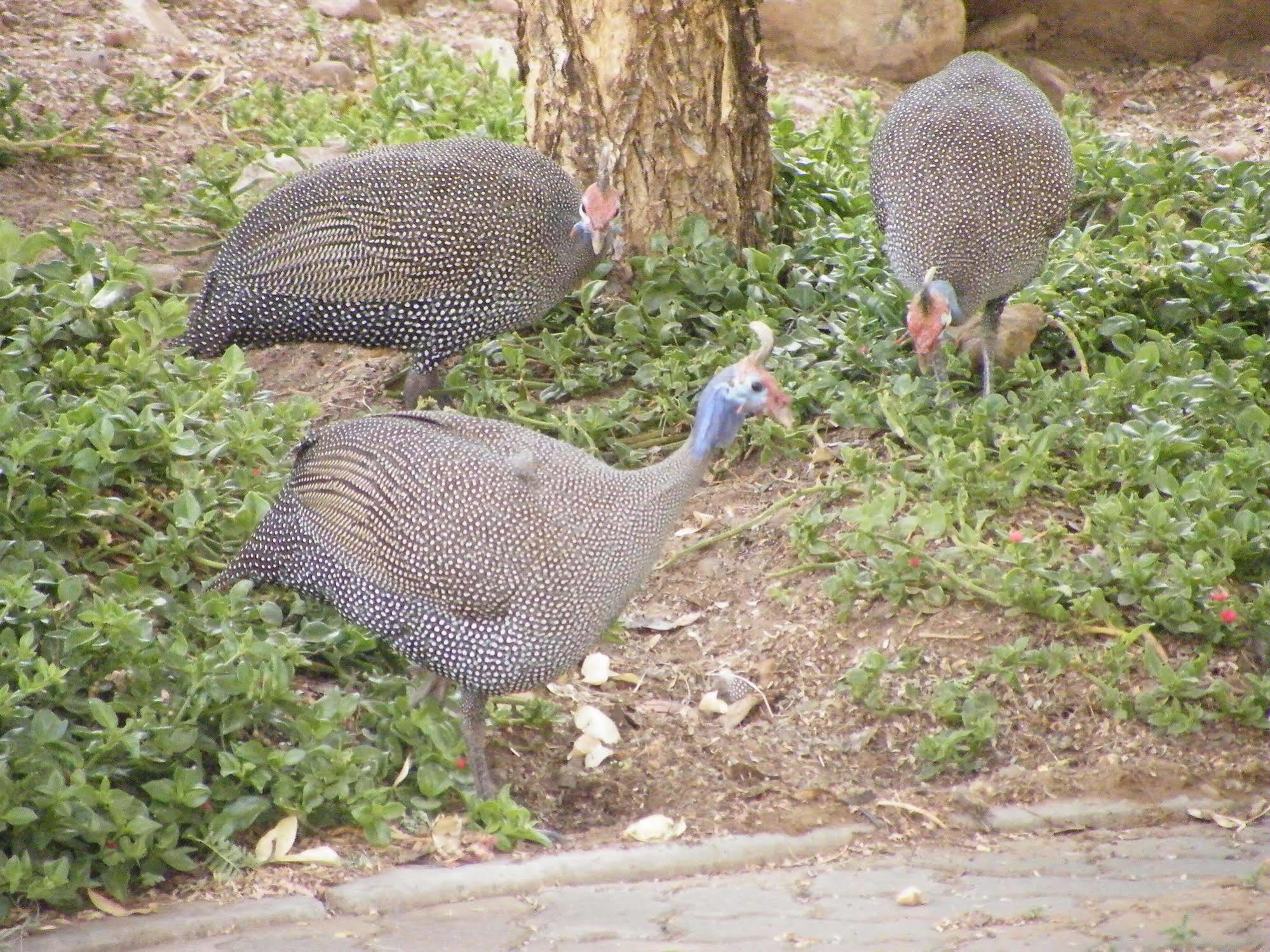 Jordani B&B Windhoek Bagian luar foto